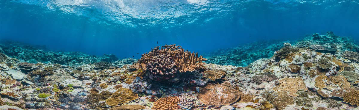 Neoprene Safety - Lunasurf